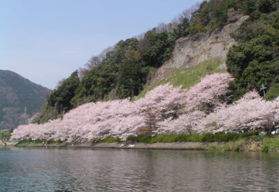奥琵琶湖の桜スポット「海津大崎」を水上から ！ 環境にやさしいクルージング