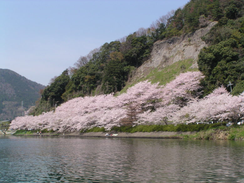 奥琵琶湖の桜スポット 海津大崎 を水上から 環境にやさしいクルージング 琵琶故知新