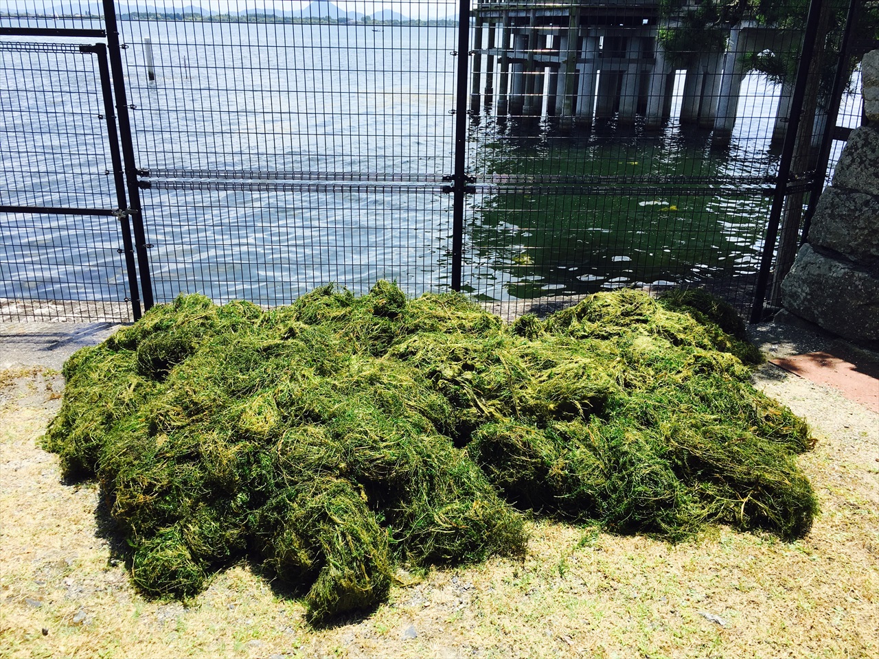 地域に根差した環境活動！ふるさと琵琶湖・堅田の景観を守る「大津衛生社」