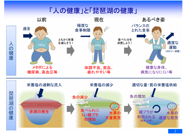 琵琶湖の食物連鎖基盤 栄養塩と植物プランクトン　