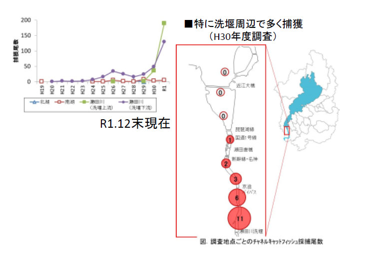 びわ湖の漁業を取り戻す外来魚対策 水産資源をまもるための滋賀県の取り組み