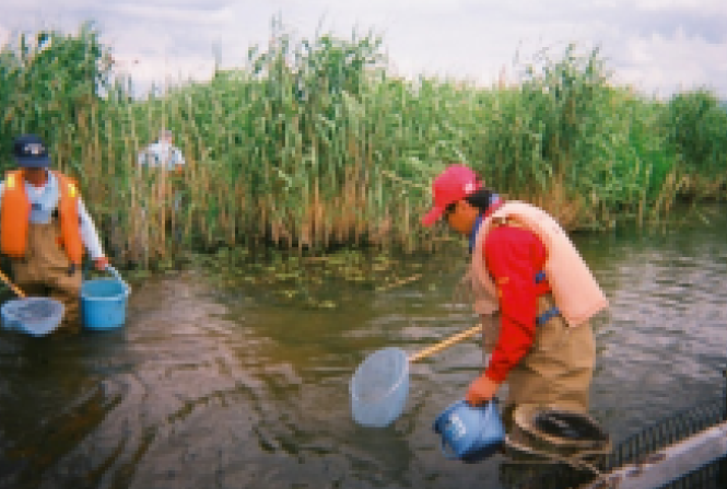 びわ湖の漁業を取り戻す外来魚対策 水産資源をまもるための滋賀県の取り組み