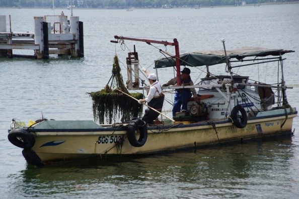 琵琶湖のシジミ復活大作戦　二枚貝のすみやすい環境整備を目指す「里湖づくり」プロジェクト