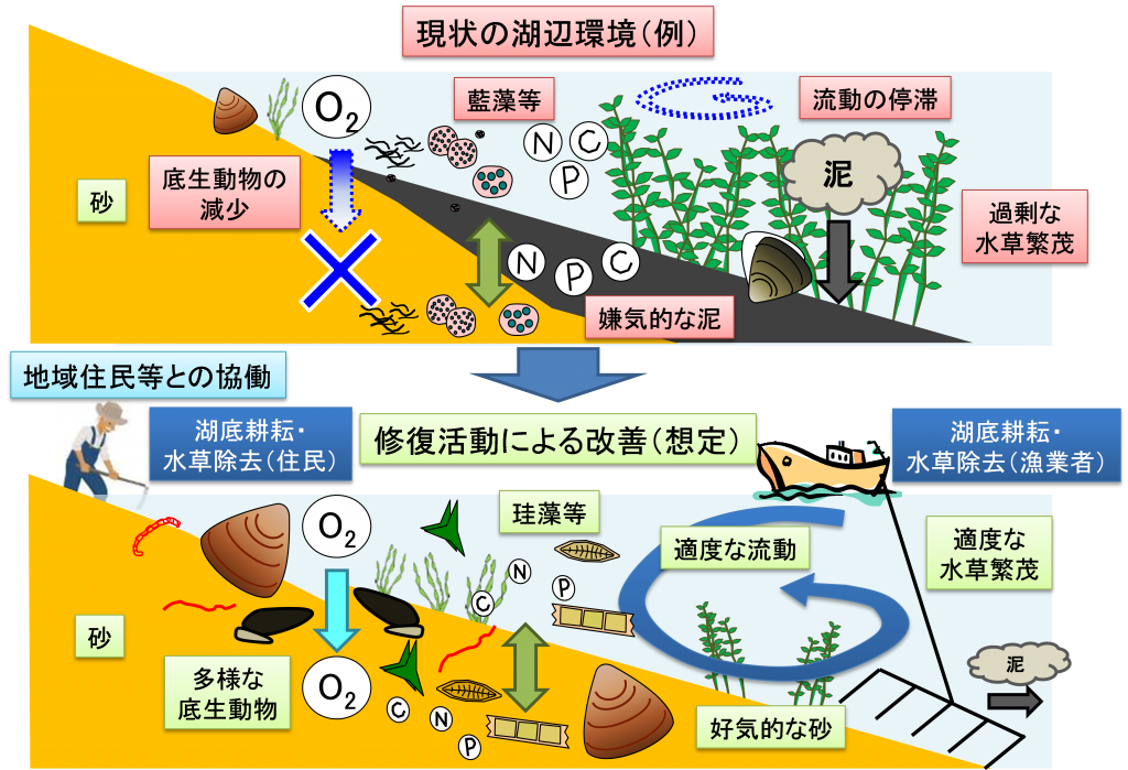 琵琶湖のシジミ復活大作戦　二枚貝のすみやすい環境整備を目指す「里湖づくり」プロジェクト