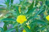 琵琶湖の侵略的外来水生植物への対策