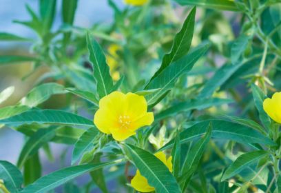 琵琶湖の侵略的外来水生植物への対策