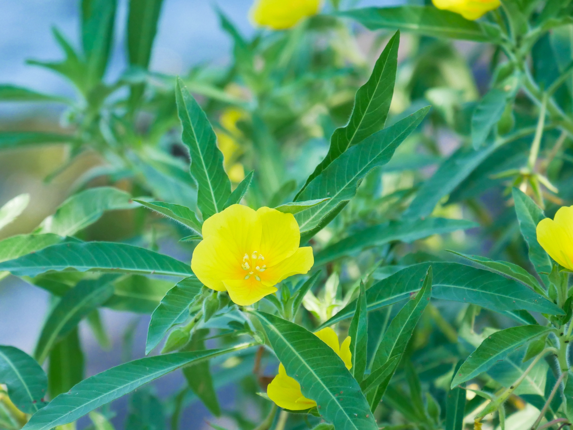 琵琶湖の侵略的外来水生植物への対策