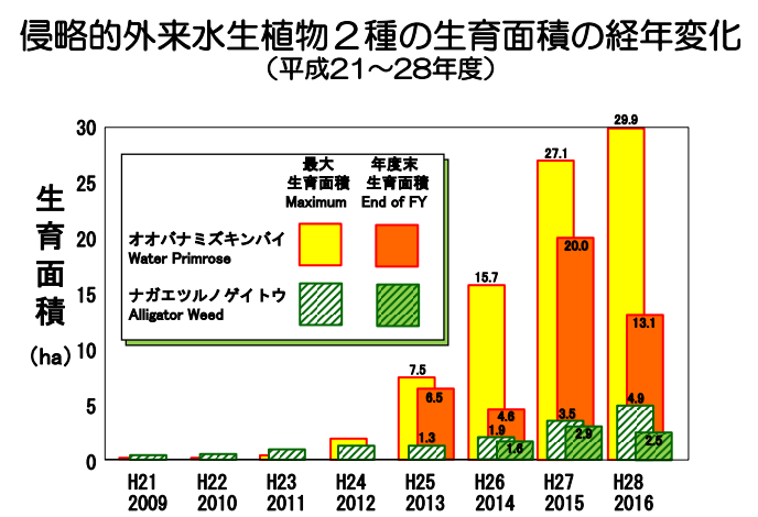 琵琶湖の侵略的外来水生植物への対策