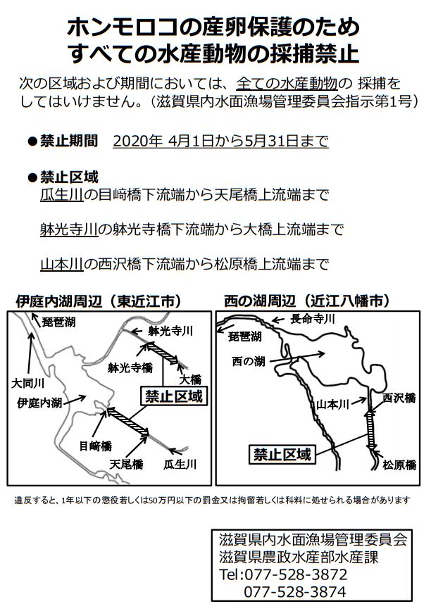 ホンモロコの産卵を守れ！！4月・5月伊庭内湖・西の湖に流入する川で漁が禁止に