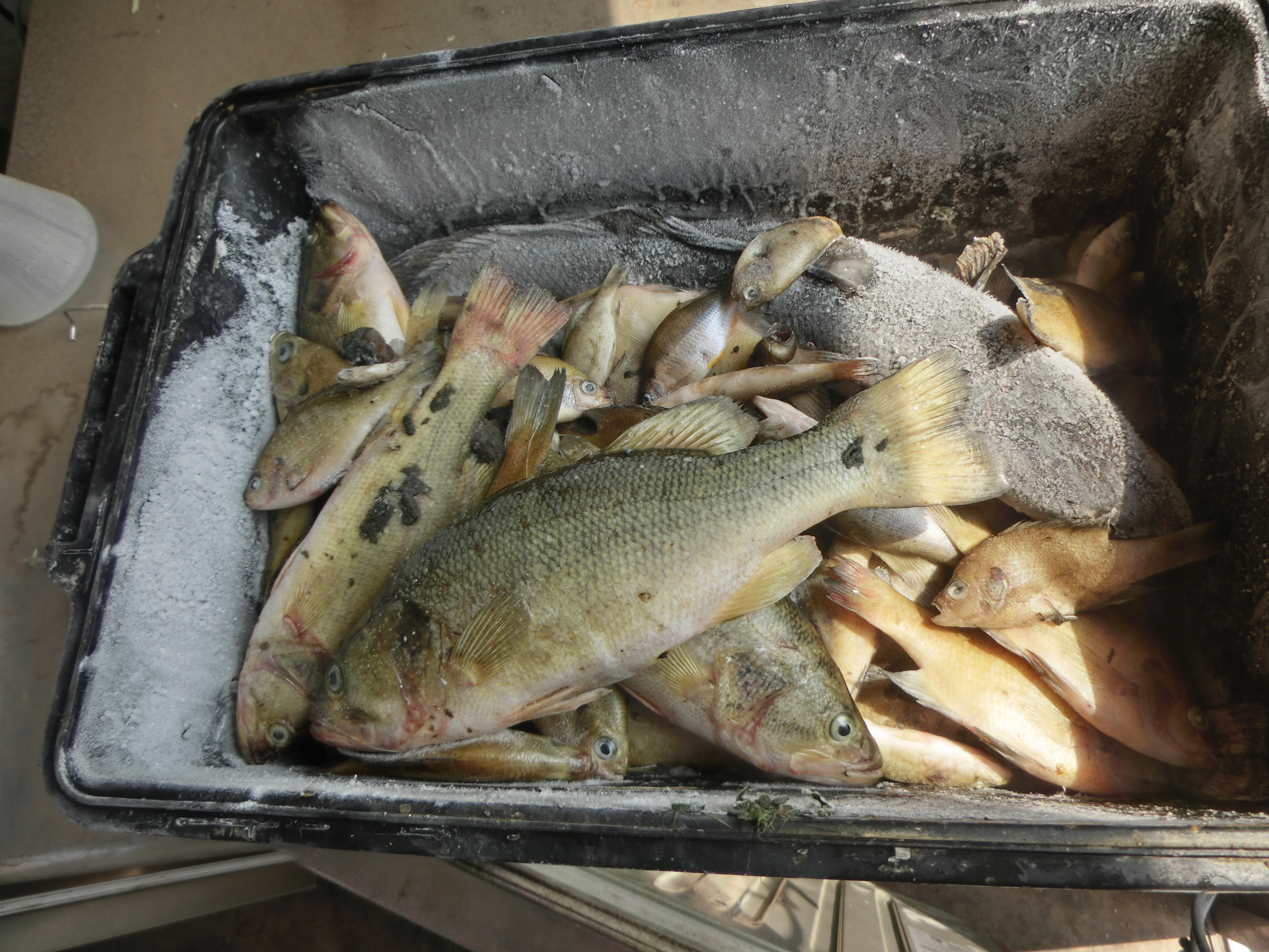 釣りを楽しみながら外来魚駆除を　滋賀県「外来魚回収ボックス・いけす」などの取り組み