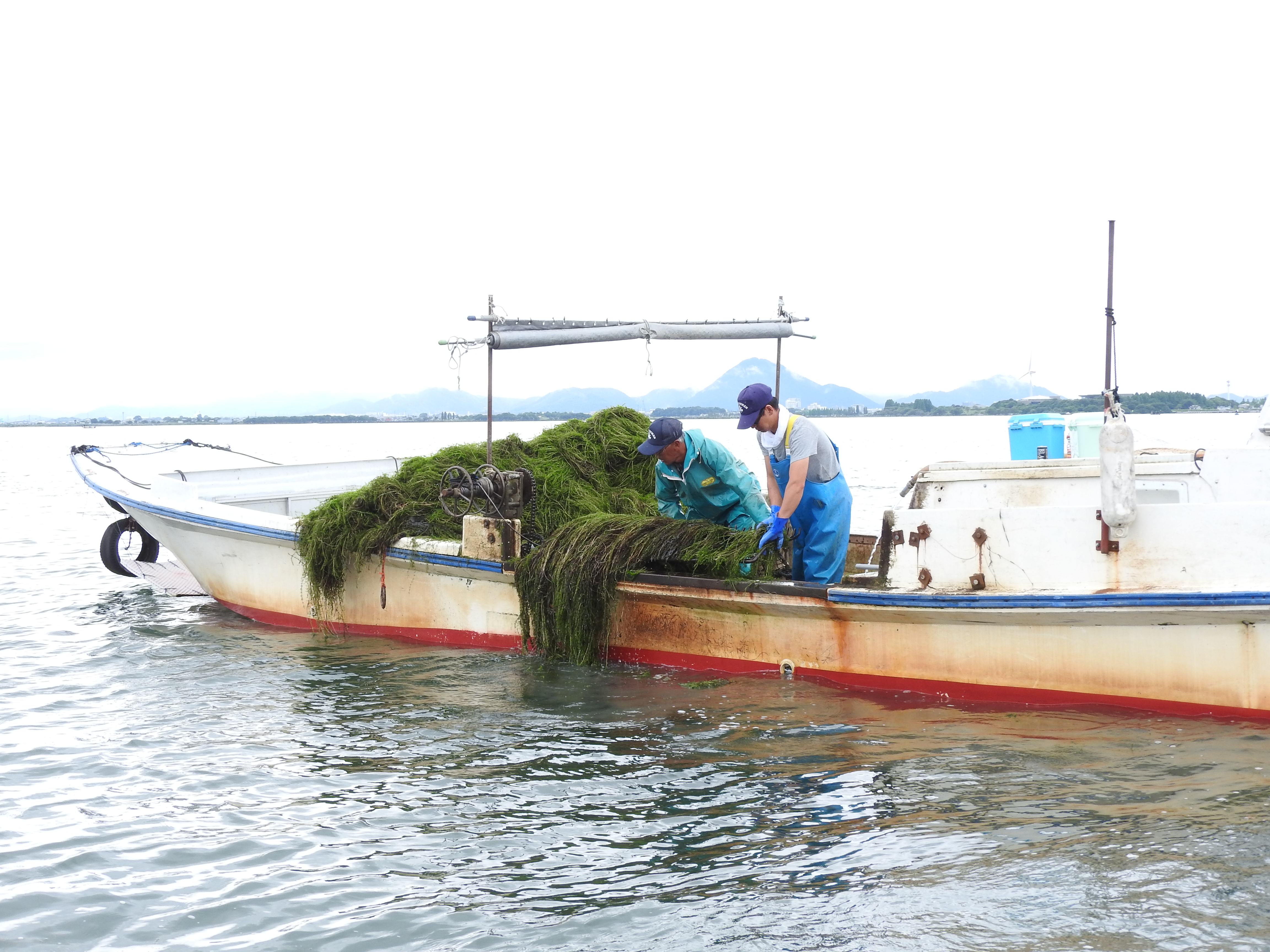 増える琵琶湖の「水草」と除去問題　刈り取った水草はどこに行く？