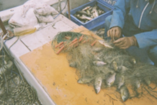 びわ湖の漁業を取り戻す外来魚対策 水産資源をまもるための滋賀県の取り組み