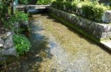 絶滅危惧種「ハリヨ」を守ろう！地域ぐるみで保全の取り組み