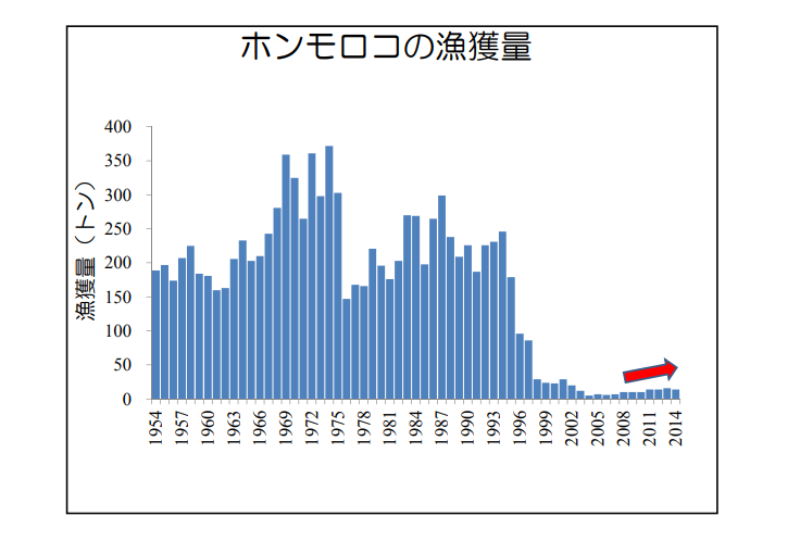 ホンモロコの産卵を守れ！！4月・5月伊庭内湖・西の湖に流入する川で漁が禁止に