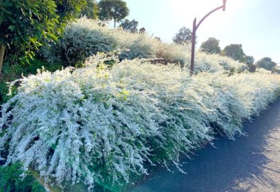 大津市・新大宮川でアジサイ・ユキヤナギの植樹が行われます。