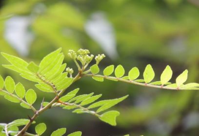 幽霊ホテルがつくりだした「木の岡ビオトープ」