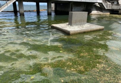 2020年2月～3月琵琶湖の水草からできた「水草たい肥」を無料配布