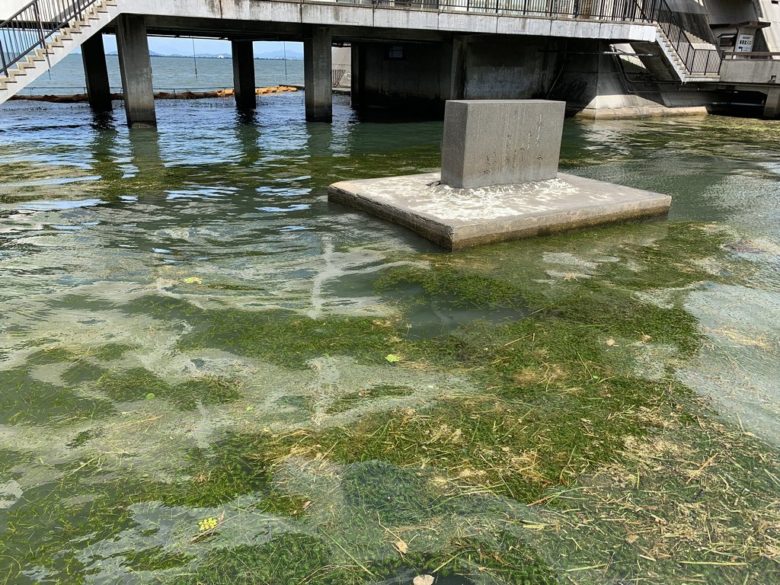 2020年2月～3月琵琶湖の水草からできた「水草たい肥」を無料配布