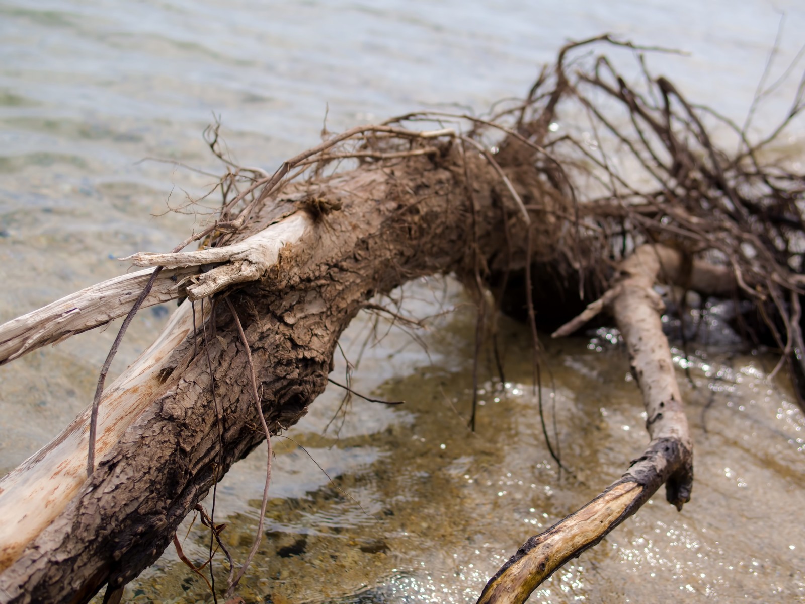 琵琶湖の漂着物はどんなもの？2015年に実態調査が行われていました。