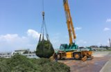増える琵琶湖の「水草」と除去問題　刈り取った水草はどこに行く？