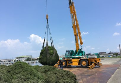 増える琵琶湖の「水草」と除去問題　刈り取った水草はどこに行く？