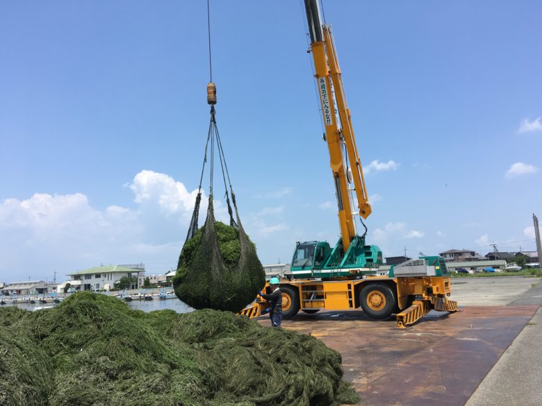 増える琵琶湖の「水草」と除去問題　刈り取った水草はどこに行く？