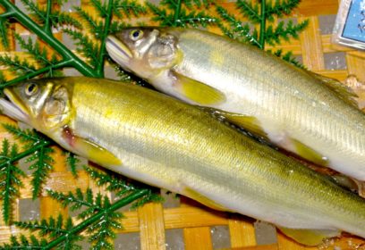 おいしく食べて琵琶湖を元気に　鮎が入った「びわこちっぷす」