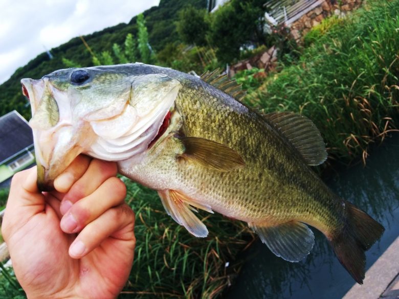 釣りを楽しみながら外来魚駆除を　滋賀県「外来魚回収ボックス・いけす」などの取り組み