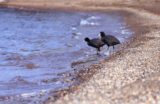 琵琶湖のヌシ？！水鳥「オオバン」