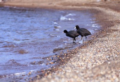 琵琶湖のヌシ？！水鳥「オオバン」