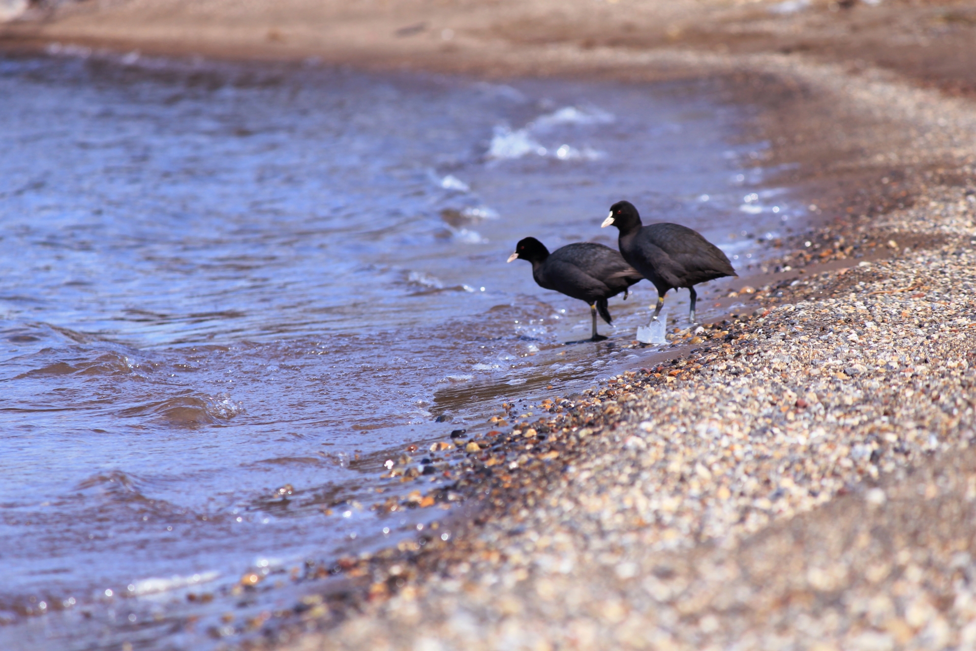 琵琶湖のヌシ？！水鳥「オオバン」