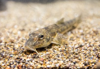 2019年発見された「カマツカ」の新種  琵琶湖に住む「ナガレカマツカ」