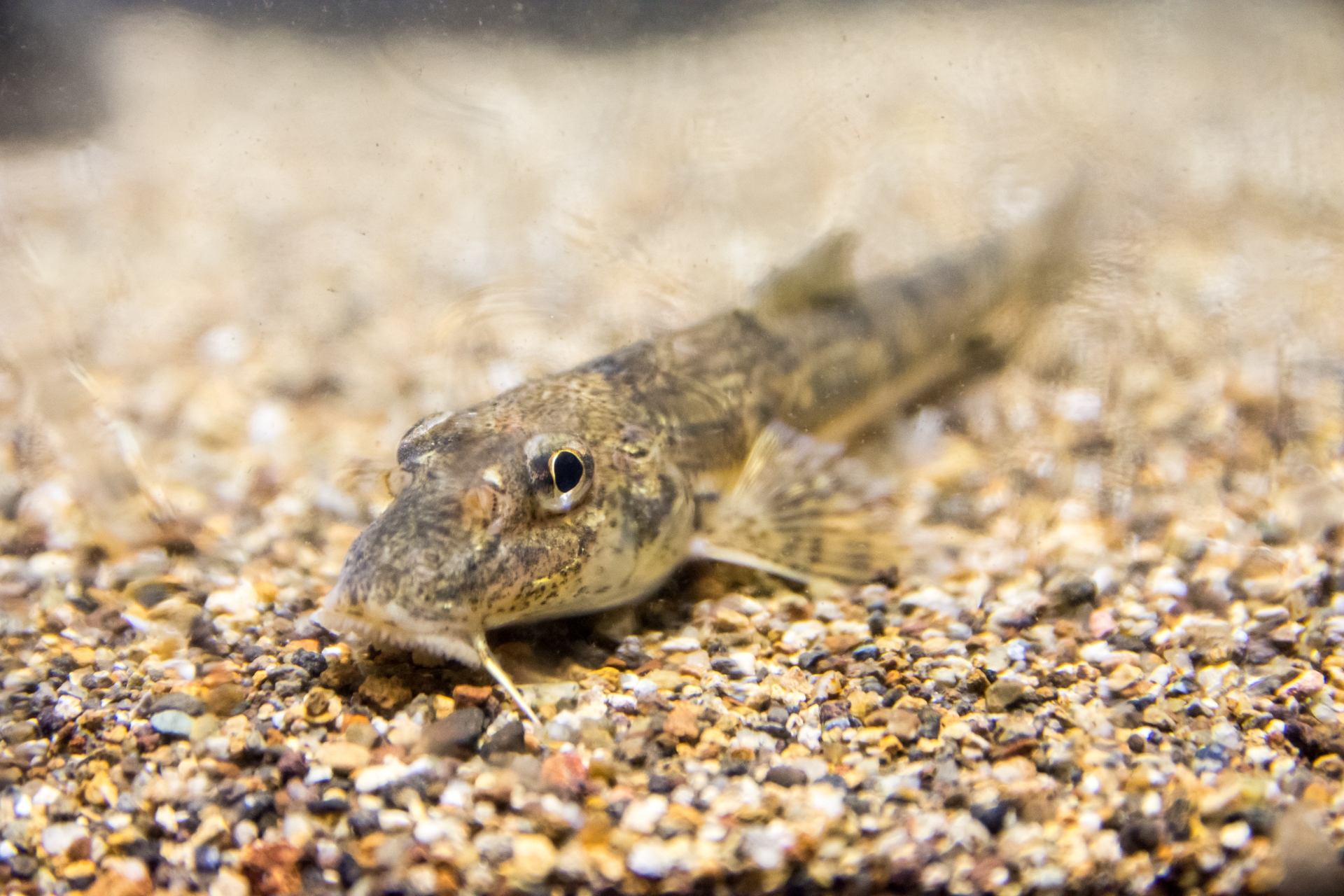 2019年発見された「カマツカ」の新種  琵琶湖に住む「ナガレカマツカ」