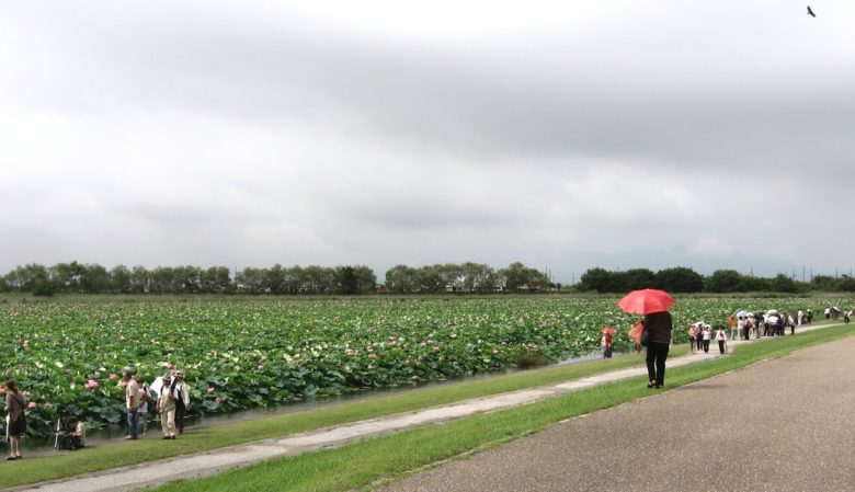 日本最大級のハス群生地をとりもどそう！「ハス100株プロジェクト」