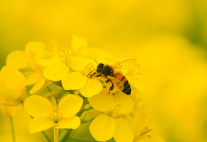 守山・第一なぎさ公園の菜の花が見ごろです！