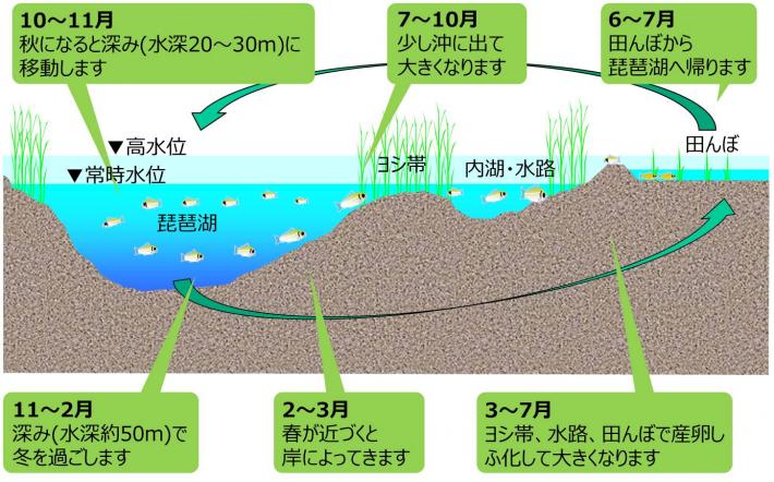 「魚のゆりかご」水田プロジェクト