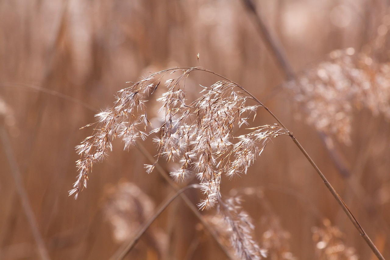 日本初・ヨシ原で発生する花粉量が解明！イネ科花粉症の方は要注意？！