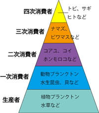 琵琶湖の食物連鎖基盤 栄養塩と植物プランクトン　